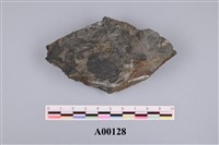 藏品(植物化石)的圖片